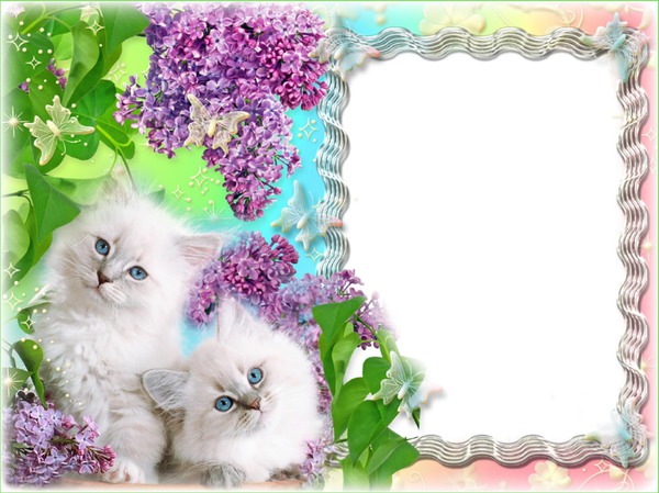 Cadre avec des chats Fotomontage