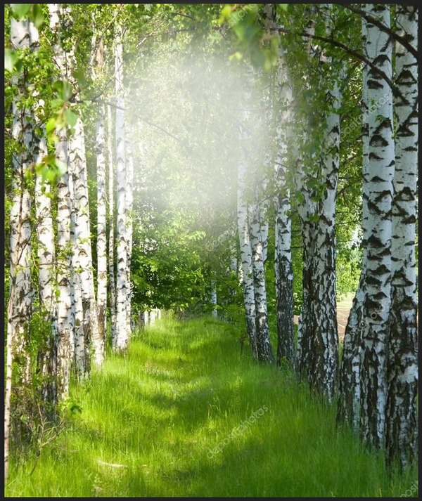 лес Photomontage