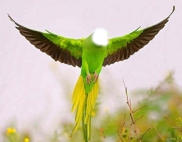 oiseau Фотомонтажа