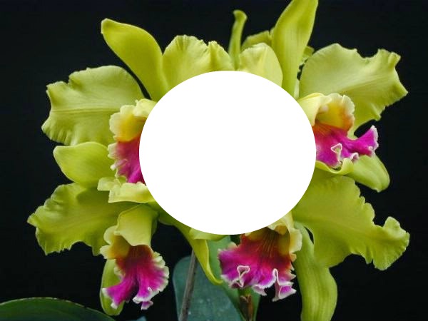 minhas orquideas Montaje fotografico