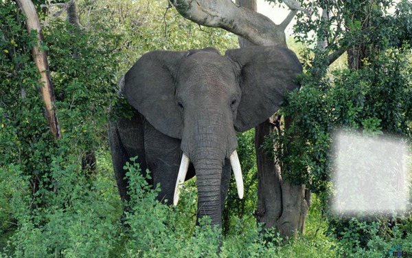elefante Fotomontāža