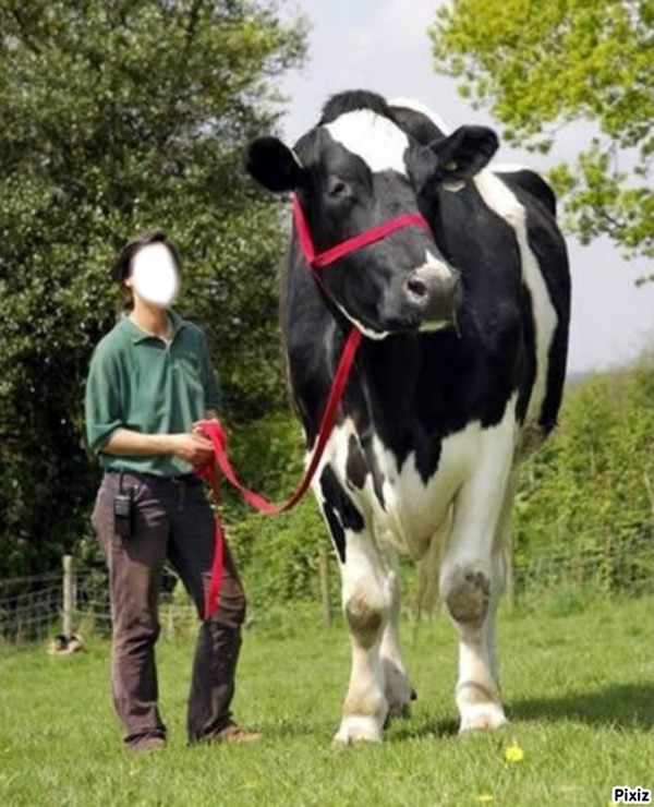 la plus grosse vache Fotomontage