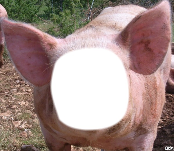 cochon Fotomontasje