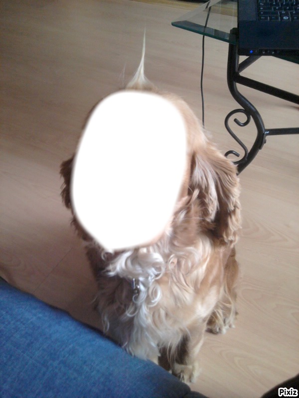 chien Montage photo Pixiz