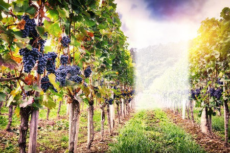 paysage vigne Fotomontage