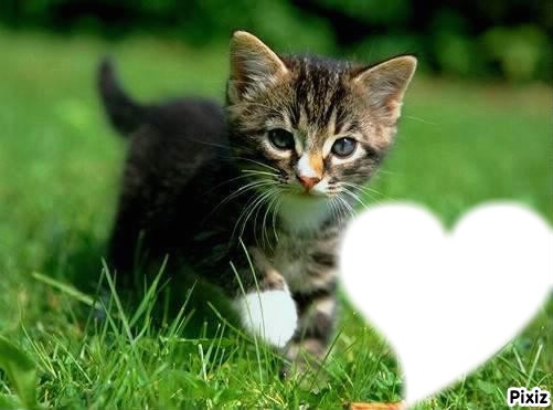 si vous aimez quelqun  qui aime les chat  mettez une photo de lui  ( ou elle ) dans le coeur ! Montage photo