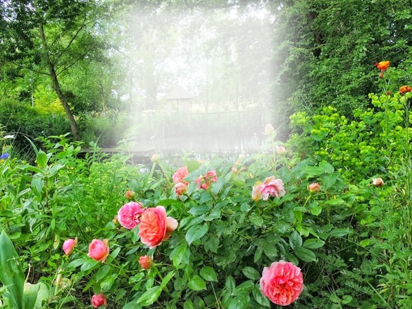 Jardin de roses Fotomontasje
