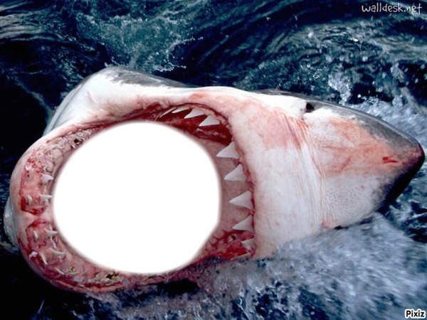shark attack Photo frame effect