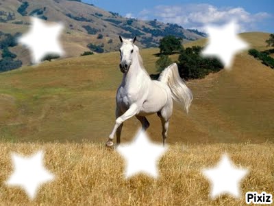 Un cheval reste le plus bel animal Photo frame effect