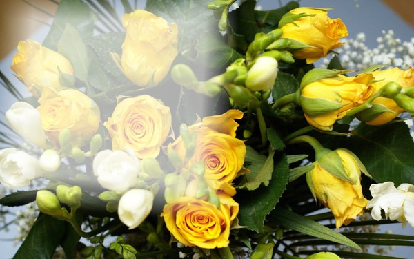 Rosas amarelas Fotomontasje