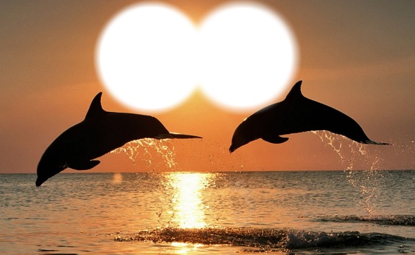 dauphins coucher de soleil1 Фотомонтаж