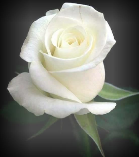 Rosa blanca Fotomontaggio