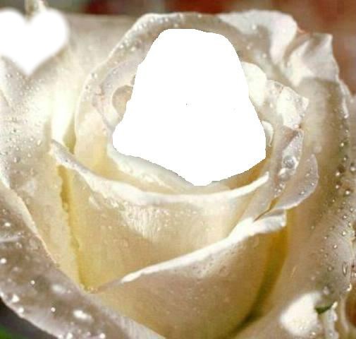 roses Fotomontáž