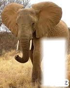 elephant  d'afrique Montage photo