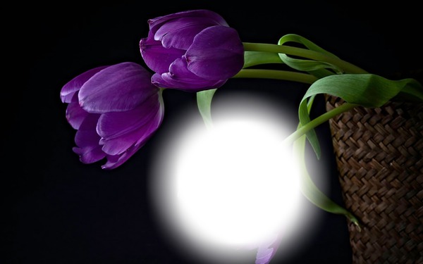 tulips Fotomontasje