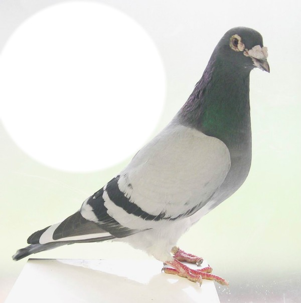 sa pigeon Fotomontáž