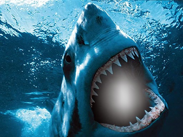 tiburón Montaje fotografico