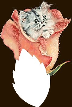 chat dans une rose Photo frame effect