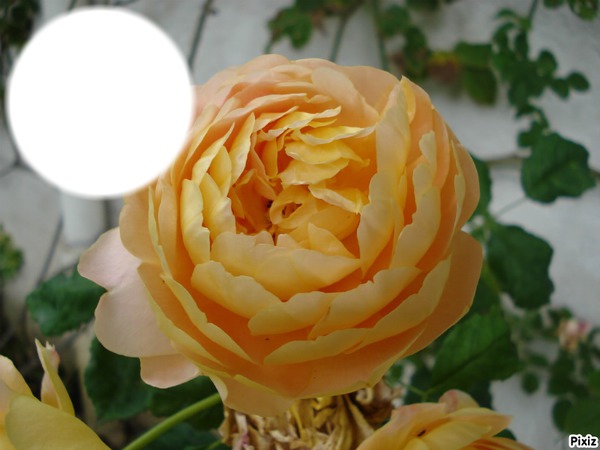 rose jaune フォトモンタージュ
