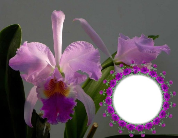 cadre orchidées Φωτομοντάζ