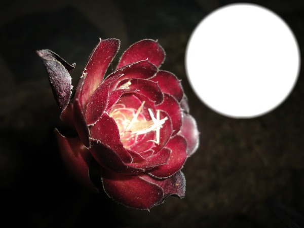 Mein kleiner roter Kaktus Montage photo