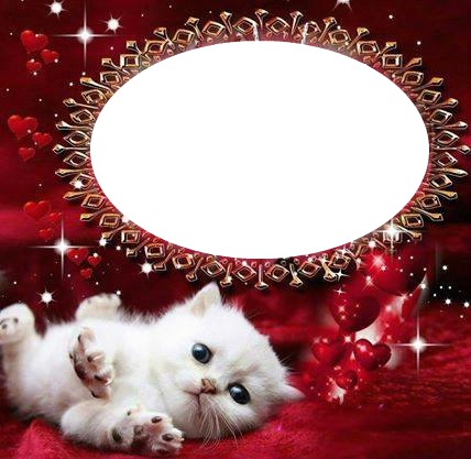 un chaton blanc 1 photo Fotomontaggio