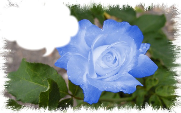 rose bleue Φωτομοντάζ