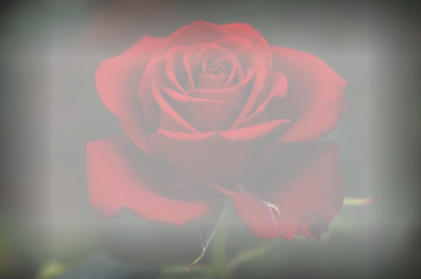 rosa roja Fotomontage