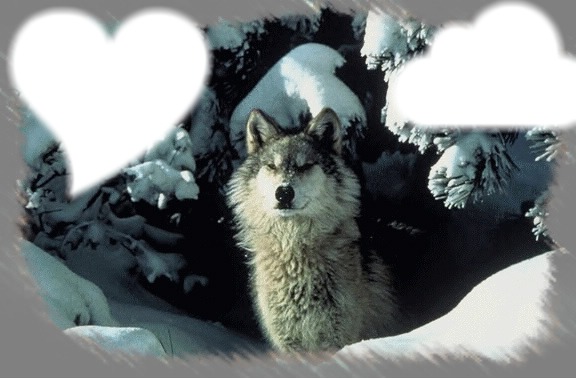 loup des neige Fotomontagem