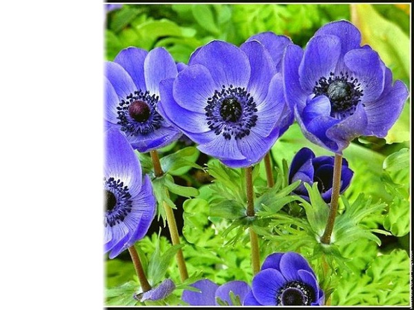 fleurs bleu Fotomontáž