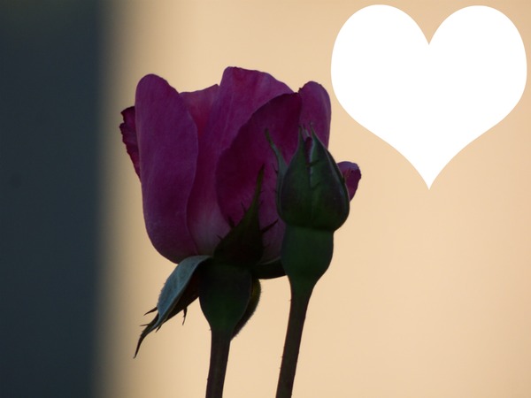 Une rose pour un jour et toi pour toujours Fotomontaža