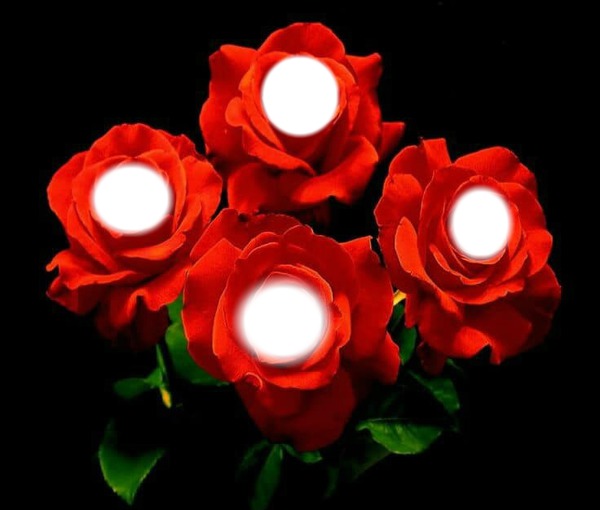 red roses bb Fotomontasje