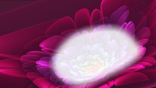 Beautiful Multicolored sun Flower Photomontage