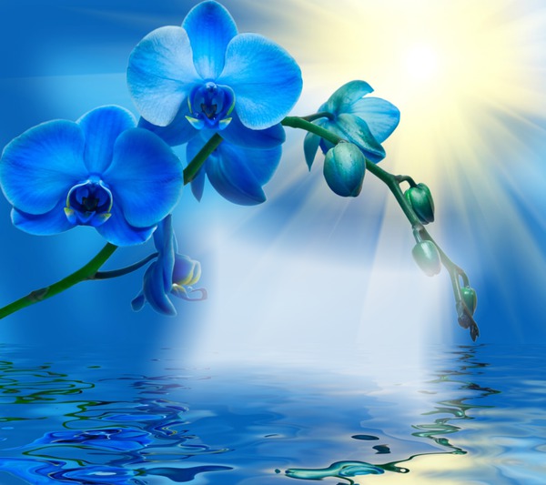 Orchidee blue Montaje fotografico