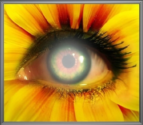 olho flor amarela Fotómontázs