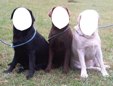 3 chiens Fotomontasje