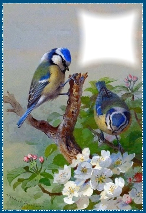Pájaros Photomontage