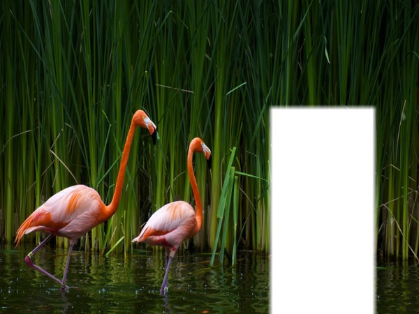 flament rose Montage photo
