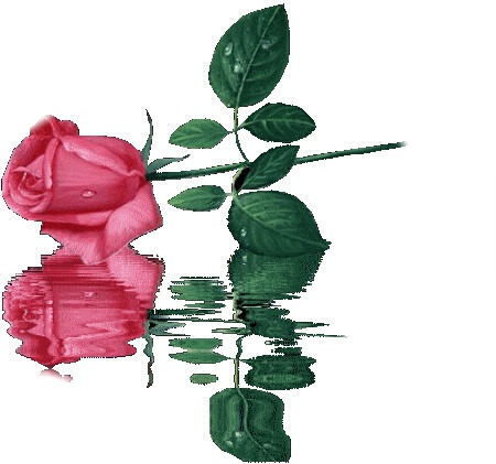 1 rose rouge Fotomontage