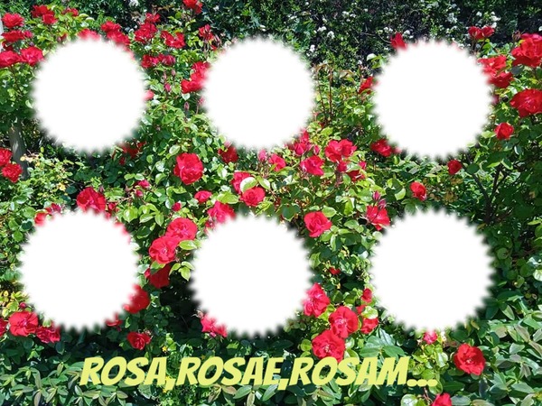 Rosa Fotomontāža