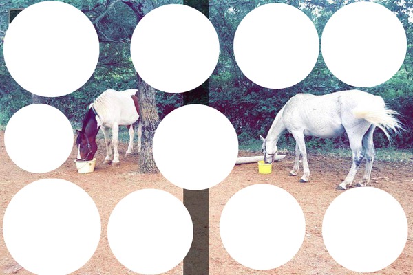 horse life Photo frame effect