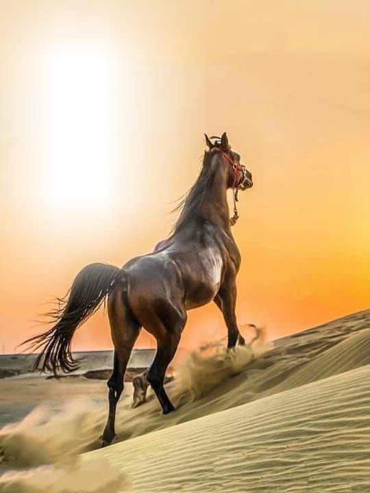 horse Fotomontage