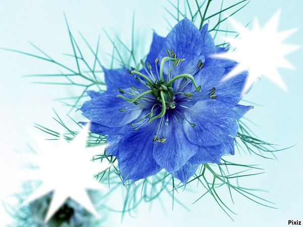 Fleurs bleu azur Photomontage