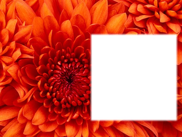 flower orange Fotomontasje