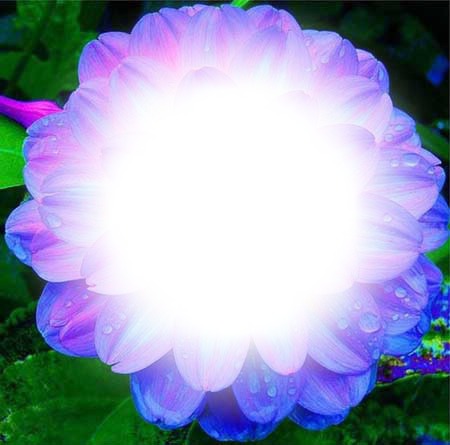 grande flor reluzente Fotomontaggio