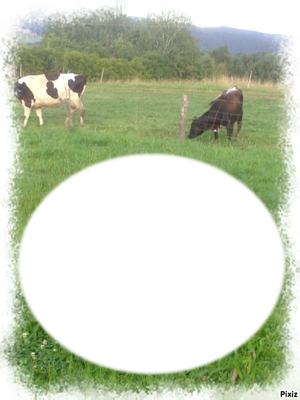 vaches Montage photo