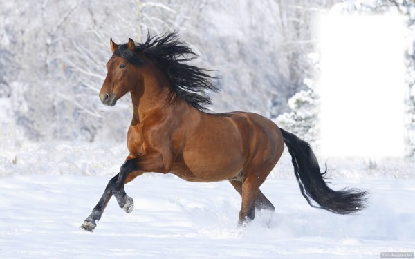 ló a hóban Fotómontázs