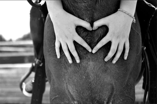 Amour des chevaux ♥ Fotomontaż