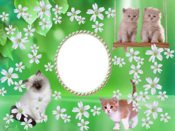 cadre chatons Montage photo