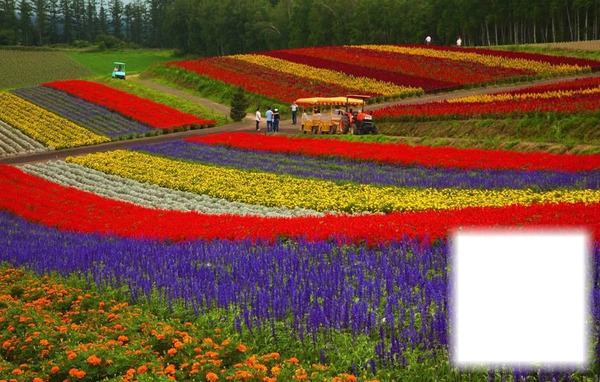flores coloridas Fotomontage